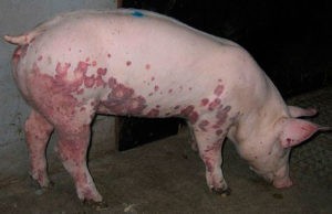 ознаки африканської чуми свиней