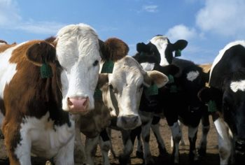 роль мелассы в кормлении коров