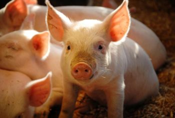 FDA схвалила технологію виведення стійких до PRRS свиней Свиноводство в Украине